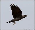 _9SB9312 hooded crow
